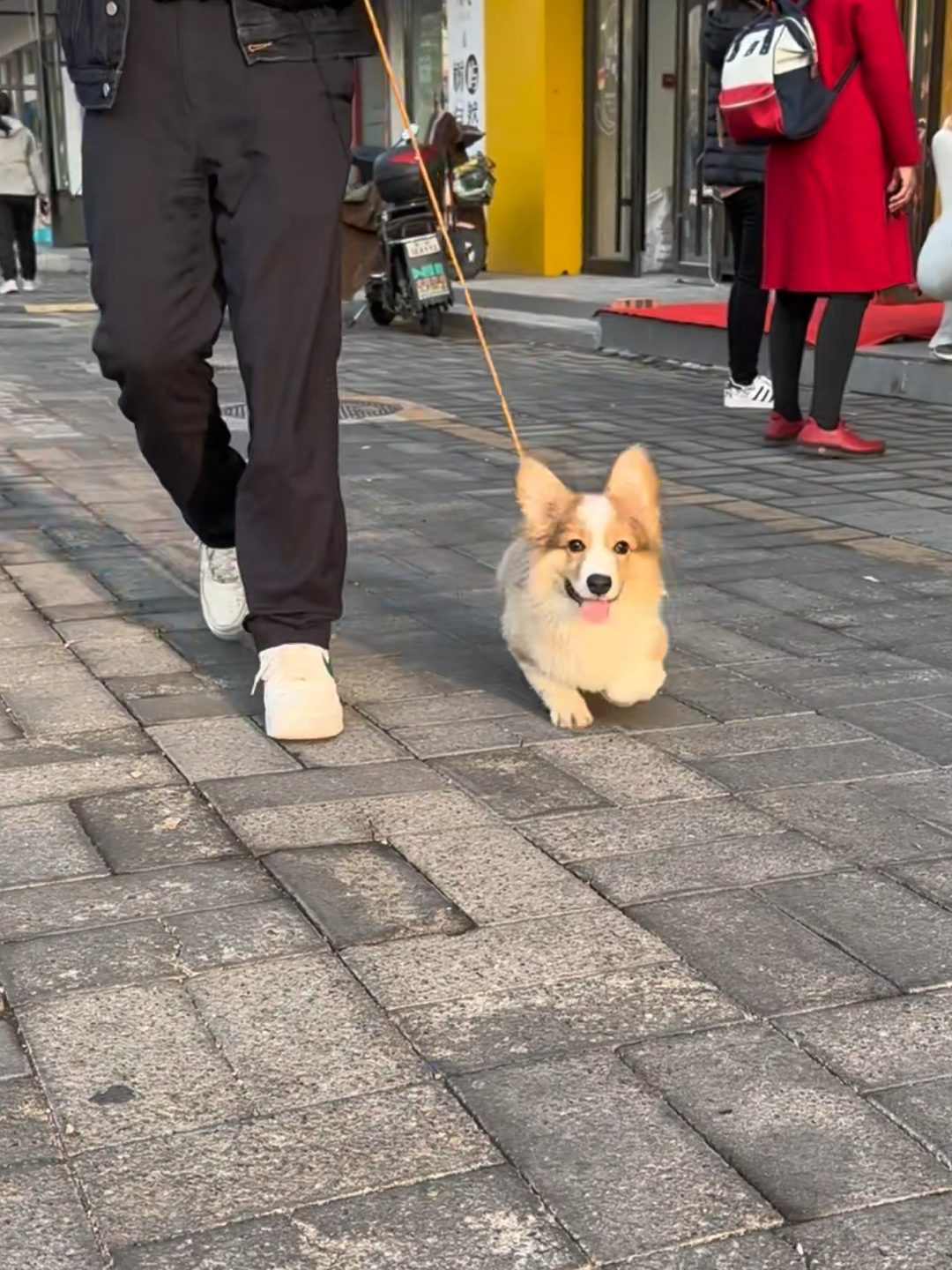 主动和陌生人贴贴的小柯基,热情奔向陌生人的小柯基狗狗