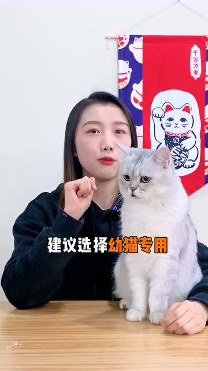 猫咪最新域名,猫咪域名新动态