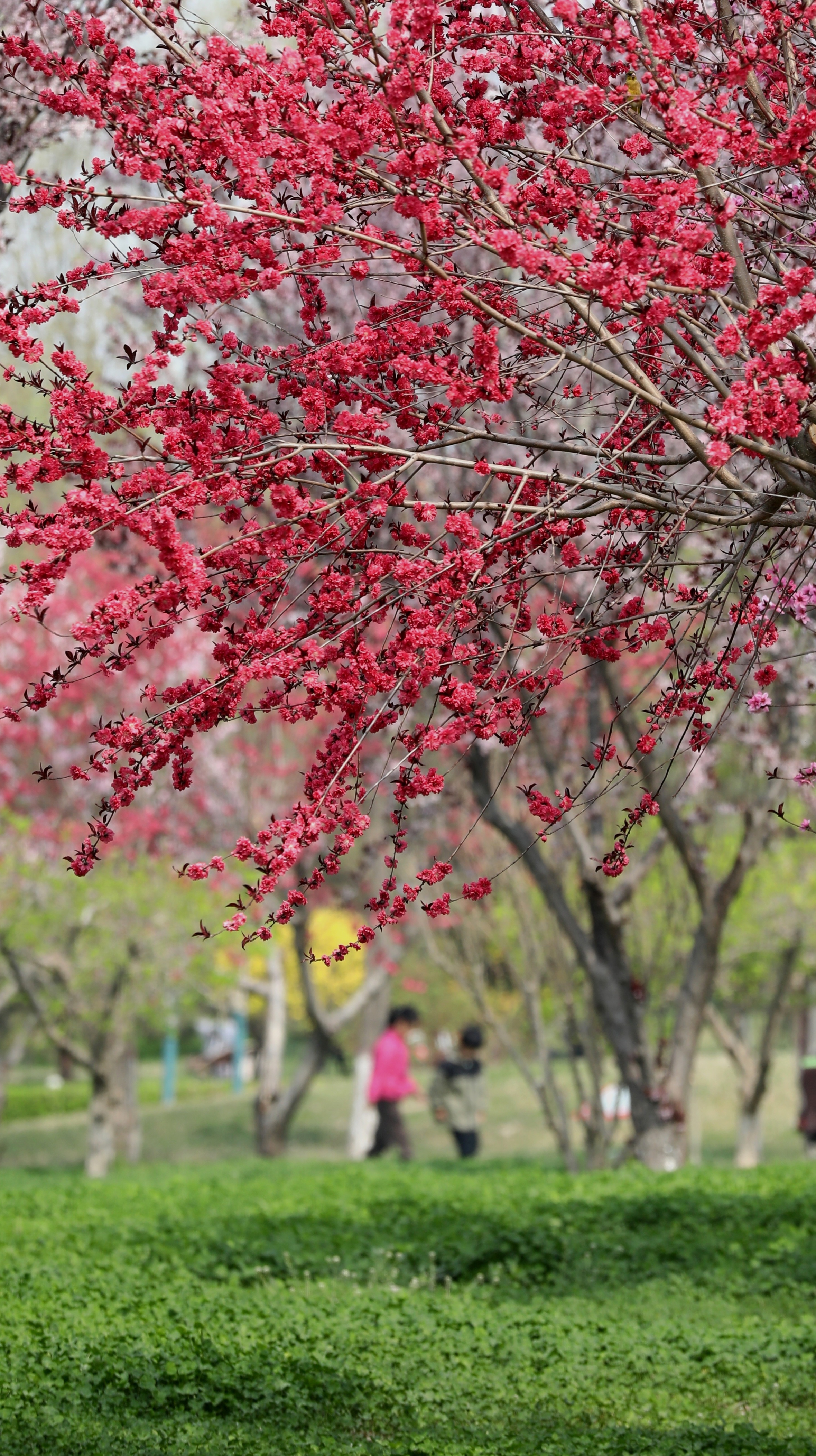 杨妞花,杨妞花盛放，春意盎然美不胜收。