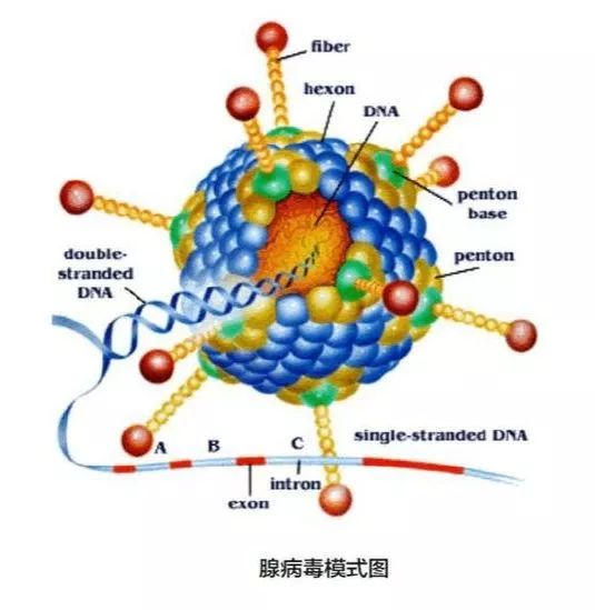 腺病毒,新型病毒“腺病毒”引发广泛关注。