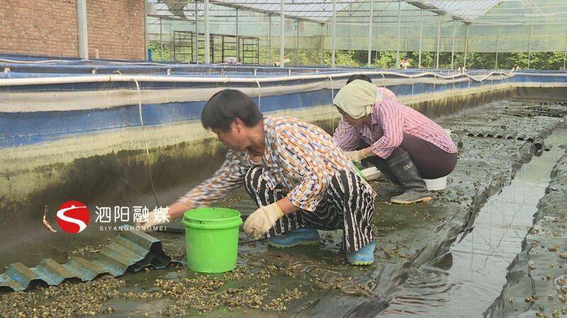 水蛭最新价格,“水蛭市场动态，最新行情速递。”