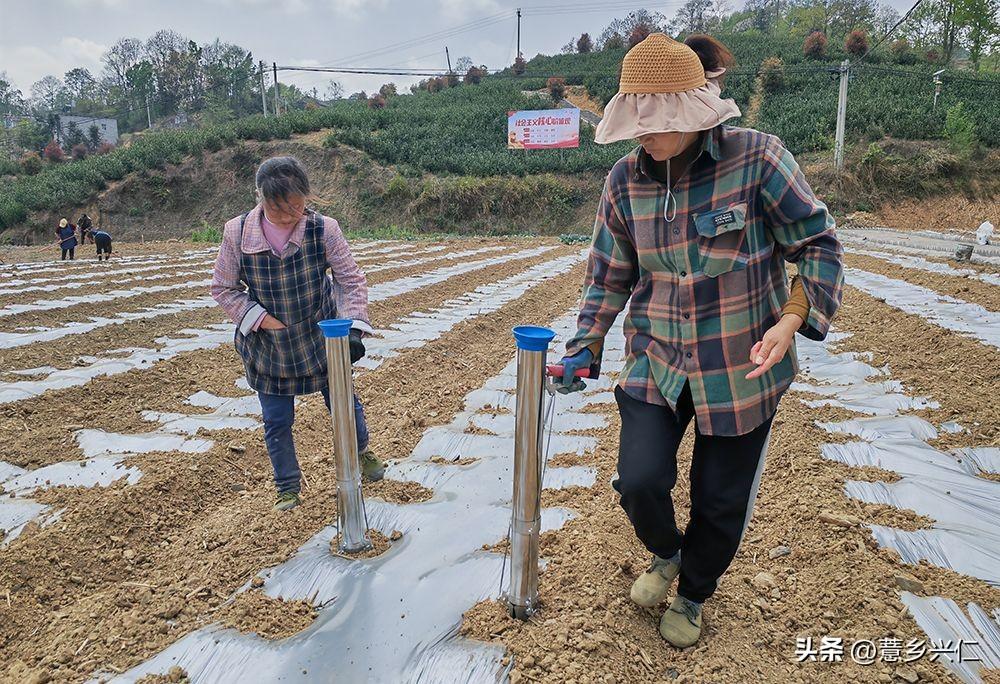 贵州兴仁薏米最新价格,贵州兴仁优质薏米市场行情持续看涨。