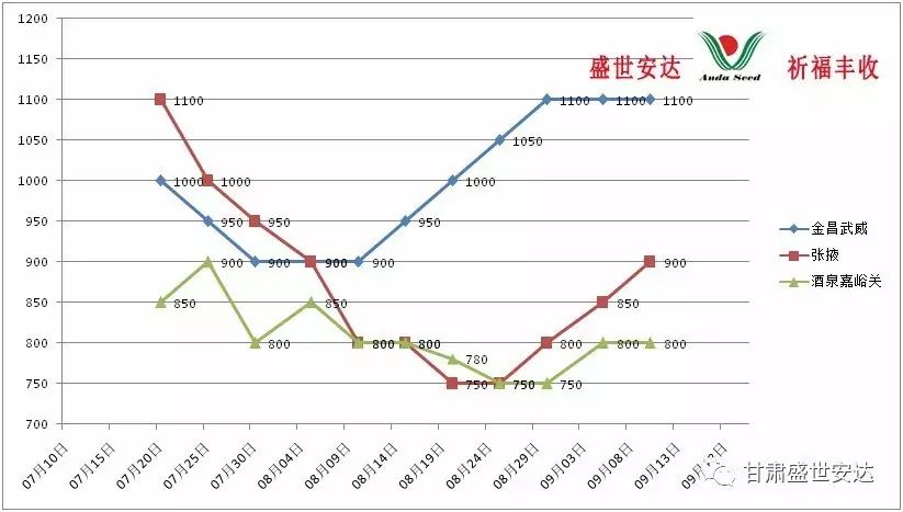 甘肃洋葱价格最新行情,甘陇洋葱市场动态，价涨信息速览。