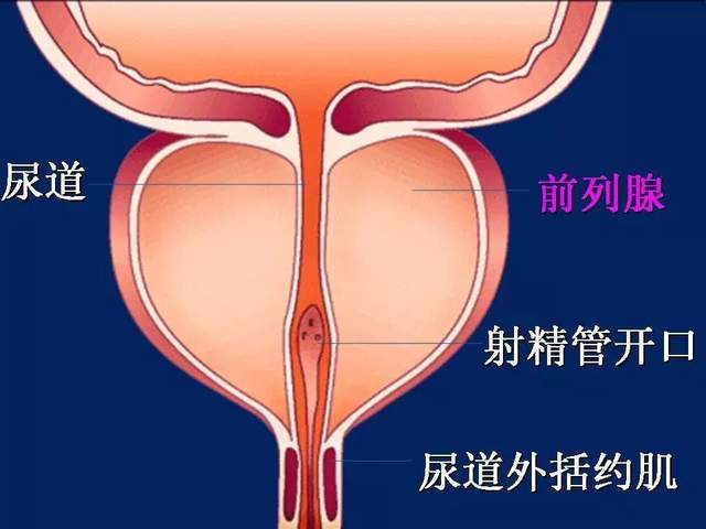 最新的前列腺治疗方法,业界瞩目的最新突破性前列腺治疗技术。