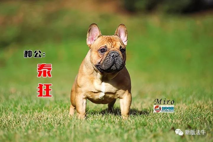 格力犬诺里斯最新配种,诺里斯格力犬最新繁殖动态