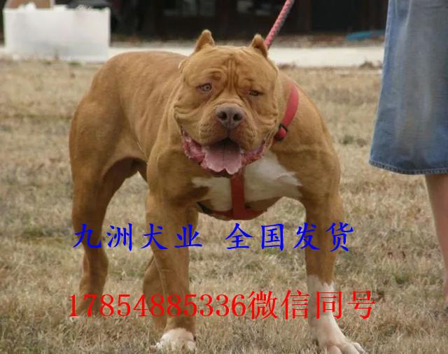 最新斗狗比赛大全,最新犬斗赛事汇总