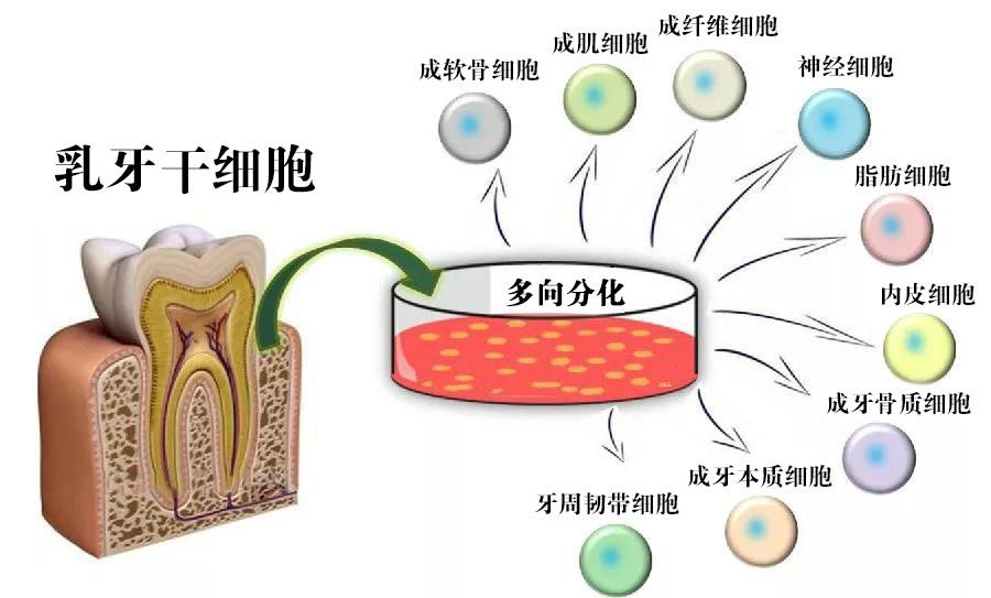 澳门一肖一码100精准确,跨领域解析落实细节_安全款T85.557