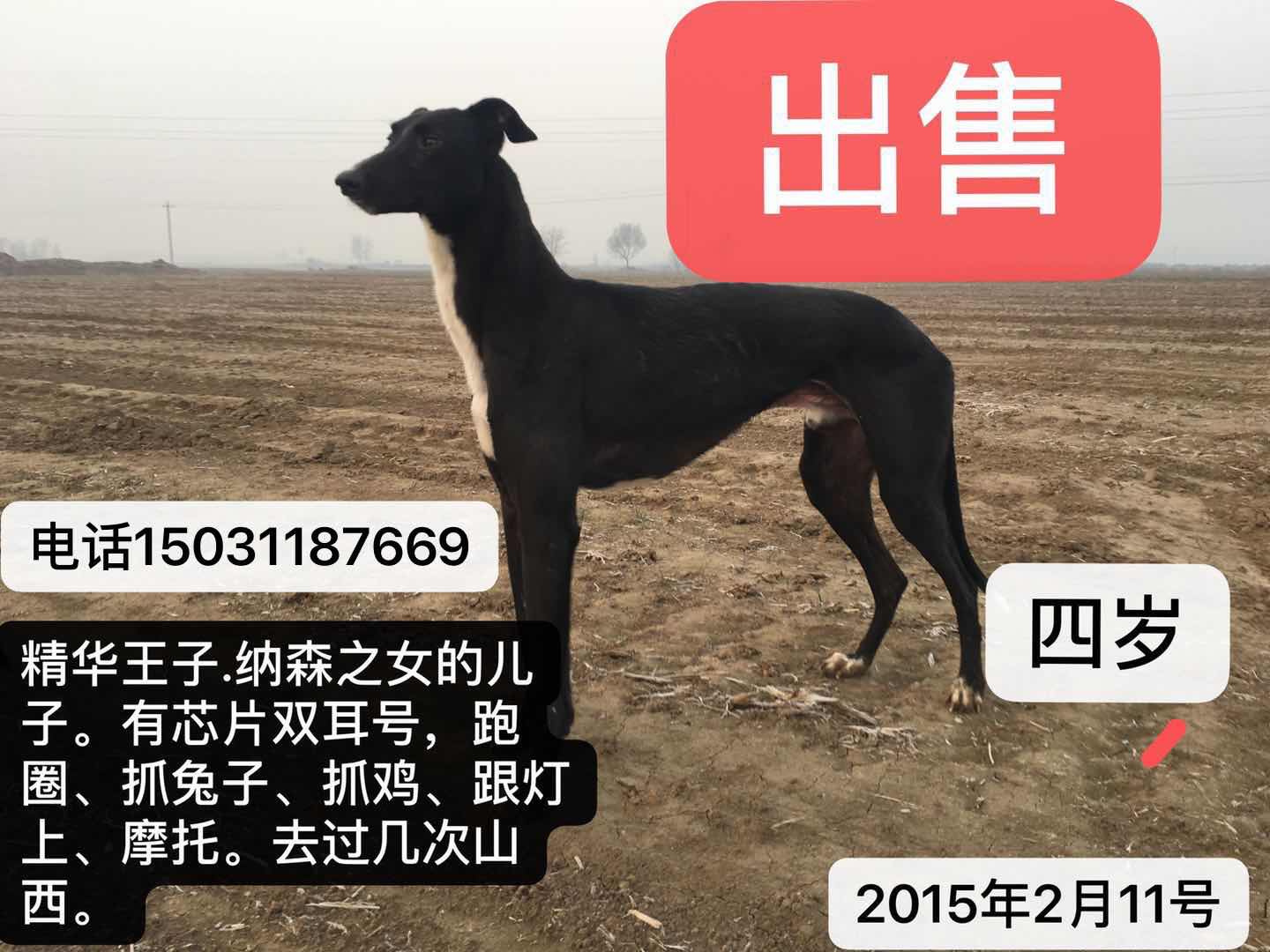 石家庄格力犬最新价格,石家庄格力犬现售价查询