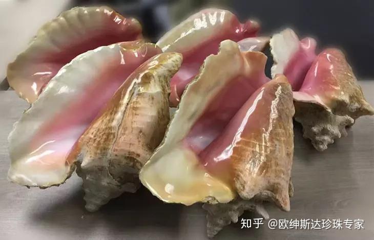 海螺珠最新价格,海螺珠现时行情价