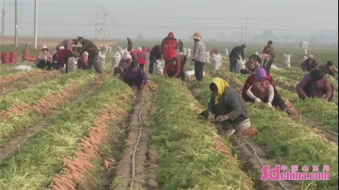 菏泽土豆价格最新行情,菏泽土豆市场价格动态