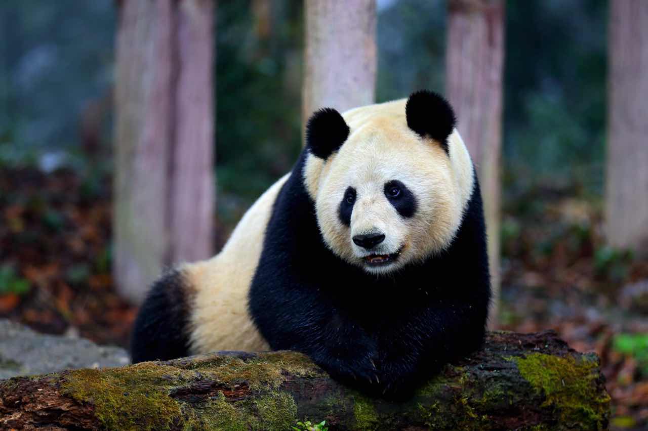 大熊猫简介资料大全,深入了解香港的多元魅力与实用资讯_试点版B4.166