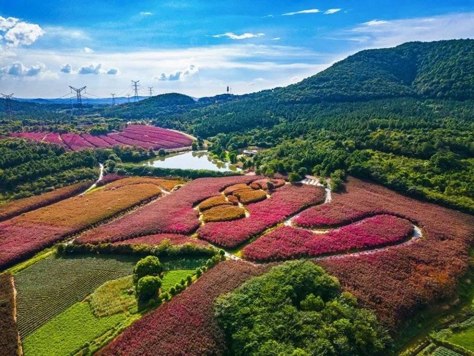 黄姚花海最新图片,黄姚花海现采美图