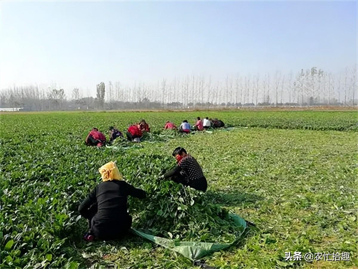 波菜价格最新行情价呈现波动态势