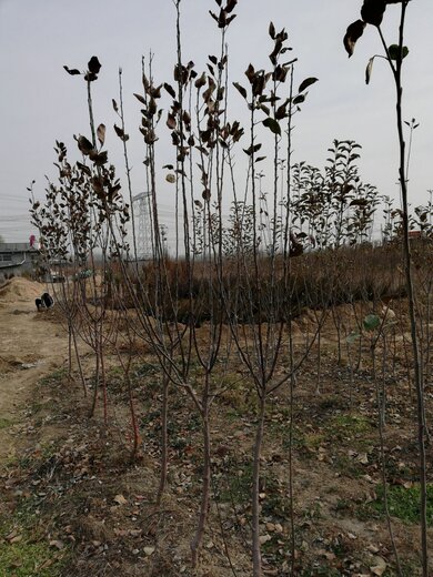 万荣苹果最新价格行情｜万荣苹果现价动态