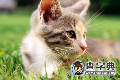 猫石对话最新一周运：一周运势猫石揭秘