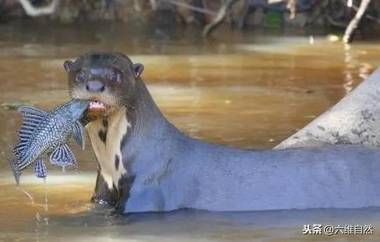 南美风格鱼缸最新图片-南美风情水族箱最新鉴赏