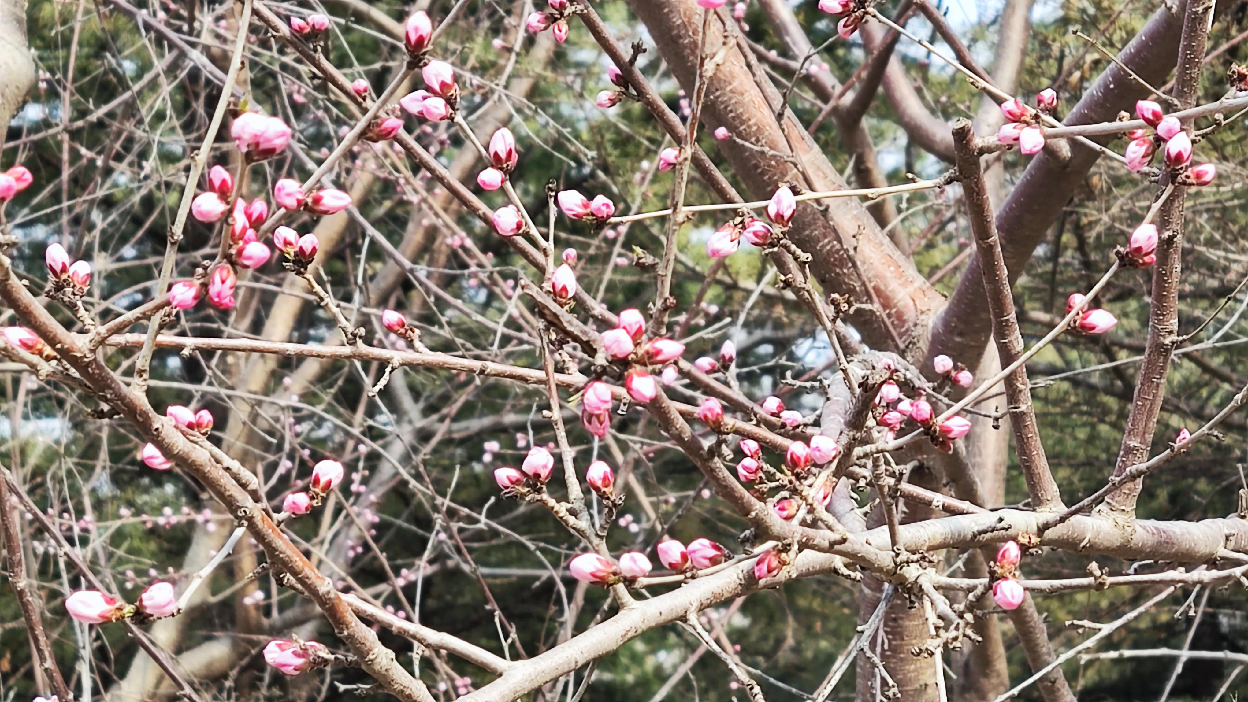 大兴念坛村动态速递