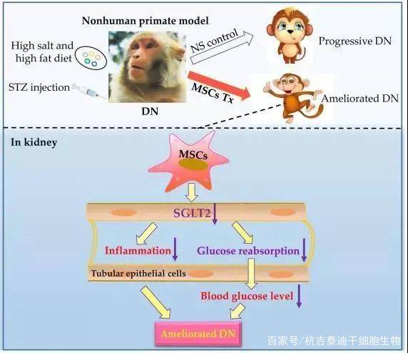 干细胞治肾病最新新闻-肾病治疗新进展：干细胞研究新动态