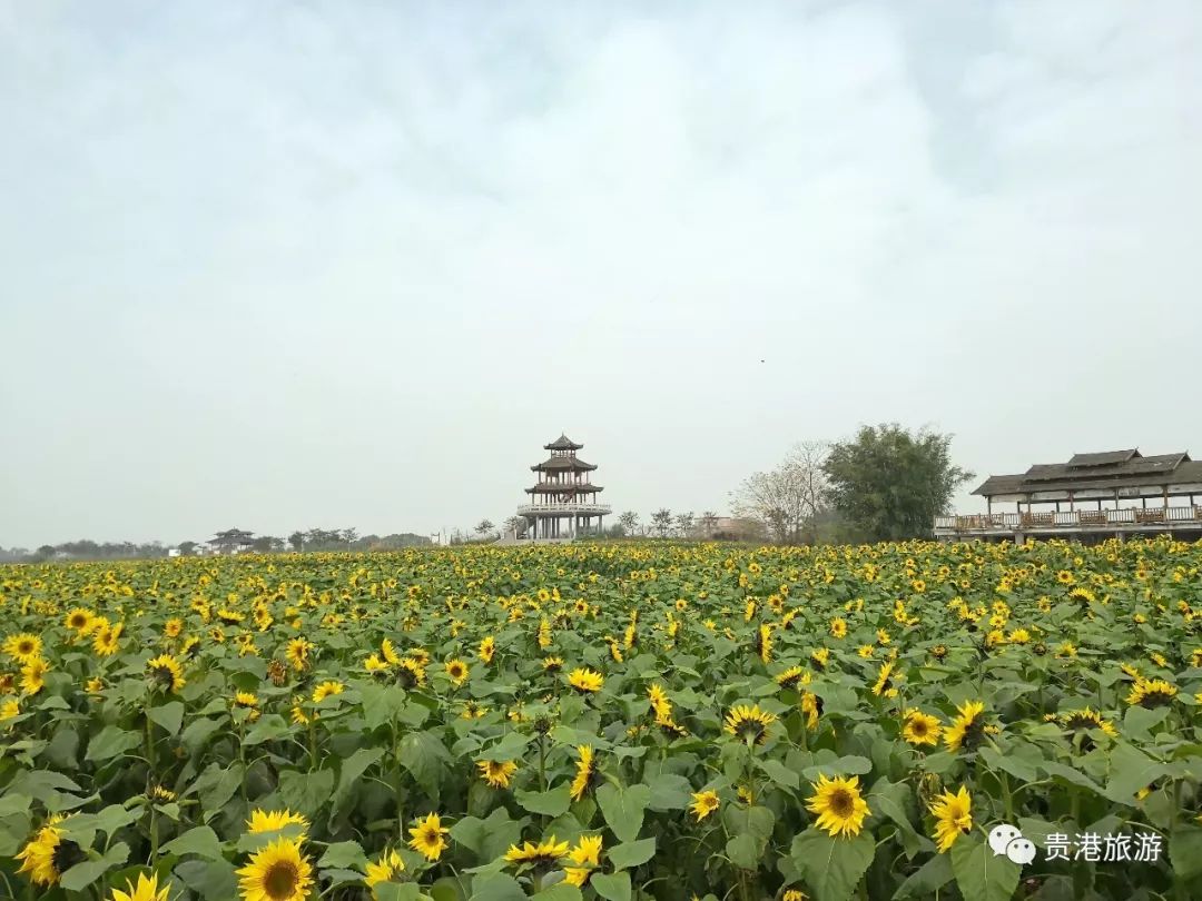 贵港花田春华秋实，最新盛景尽收眼底